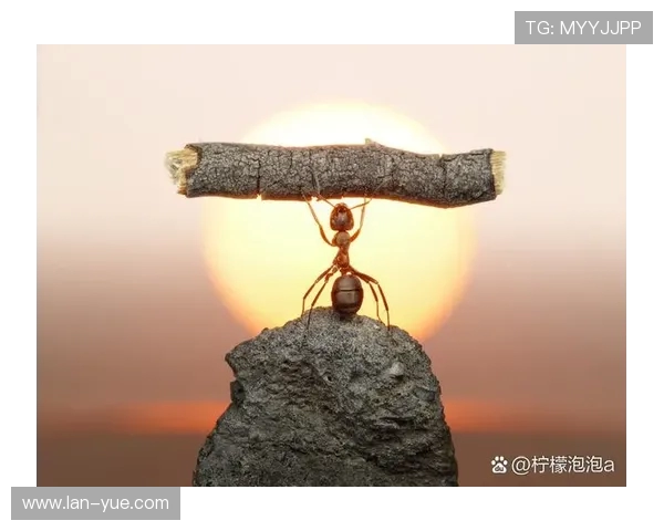 攀岩人生的深度对话：杨磊如何在挑战中找到自我与激情